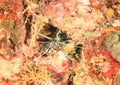 Stripe-leg spiny lobster